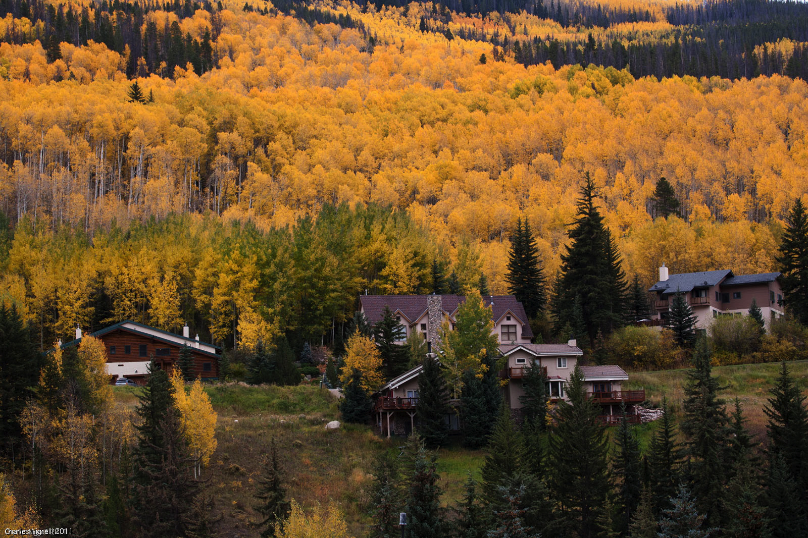 Vail Colorado Fall Colors Aspen Trees